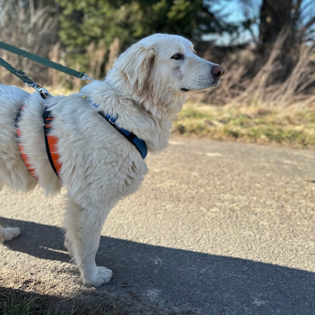 Harris Zorro Dogsavior Mär25 5