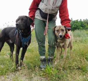 Person hält zwei Hunde an Leinen auf einem Feld.