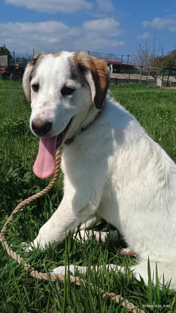 Leopold Zorro Dogsavior Apr25 1