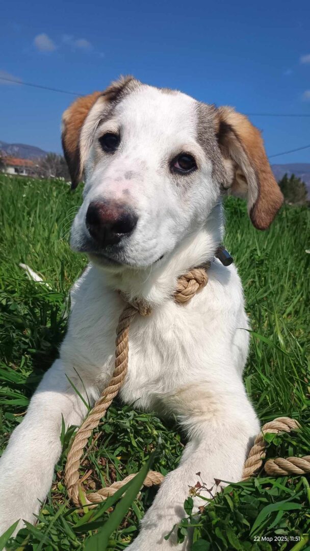 Leopold Zorro Dogsavior Apr25 2