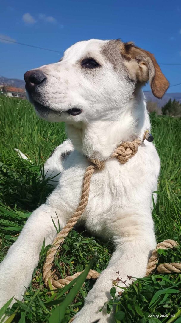 Leopold Zorro Dogsavior Apr25 3