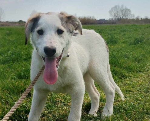 Leopold Zorro Dogsavior Apr25 Beitragsbild