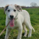 Leopold Zorro Dogsavior Apr25 Beitragsbild