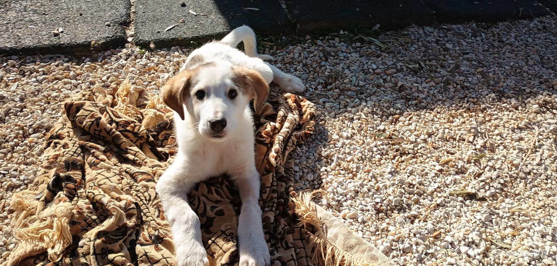 Leopold Zorro Dogsavior Mär25 1