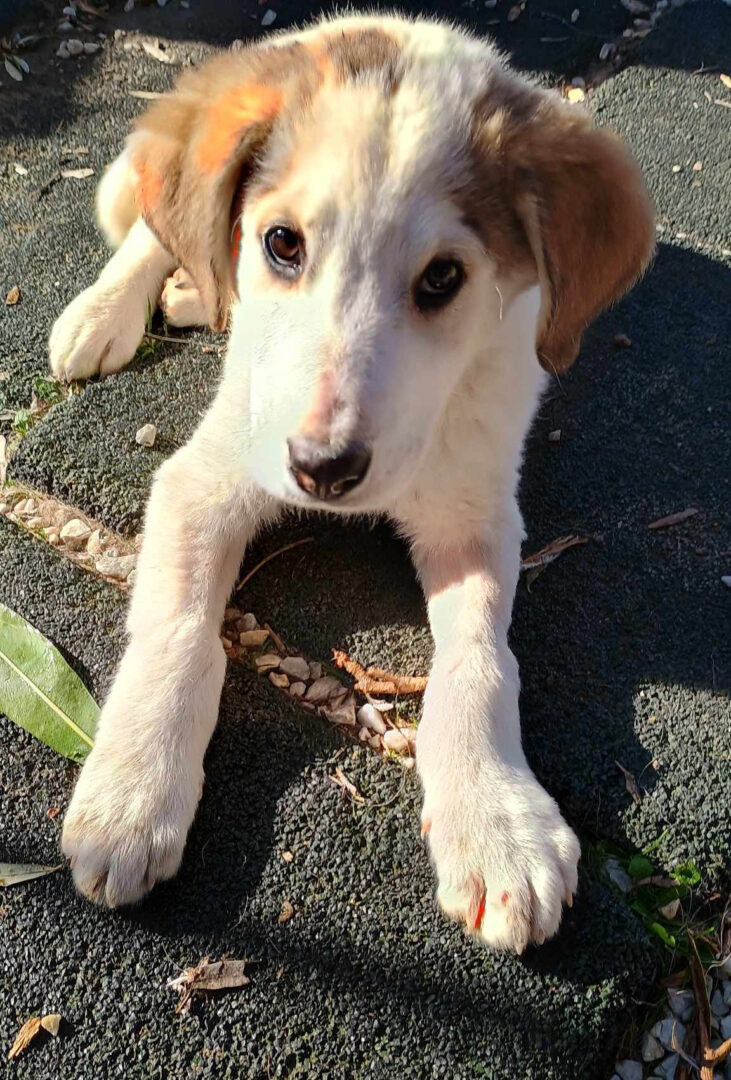 Leopold Zorro Dogsavior Mär25 2
