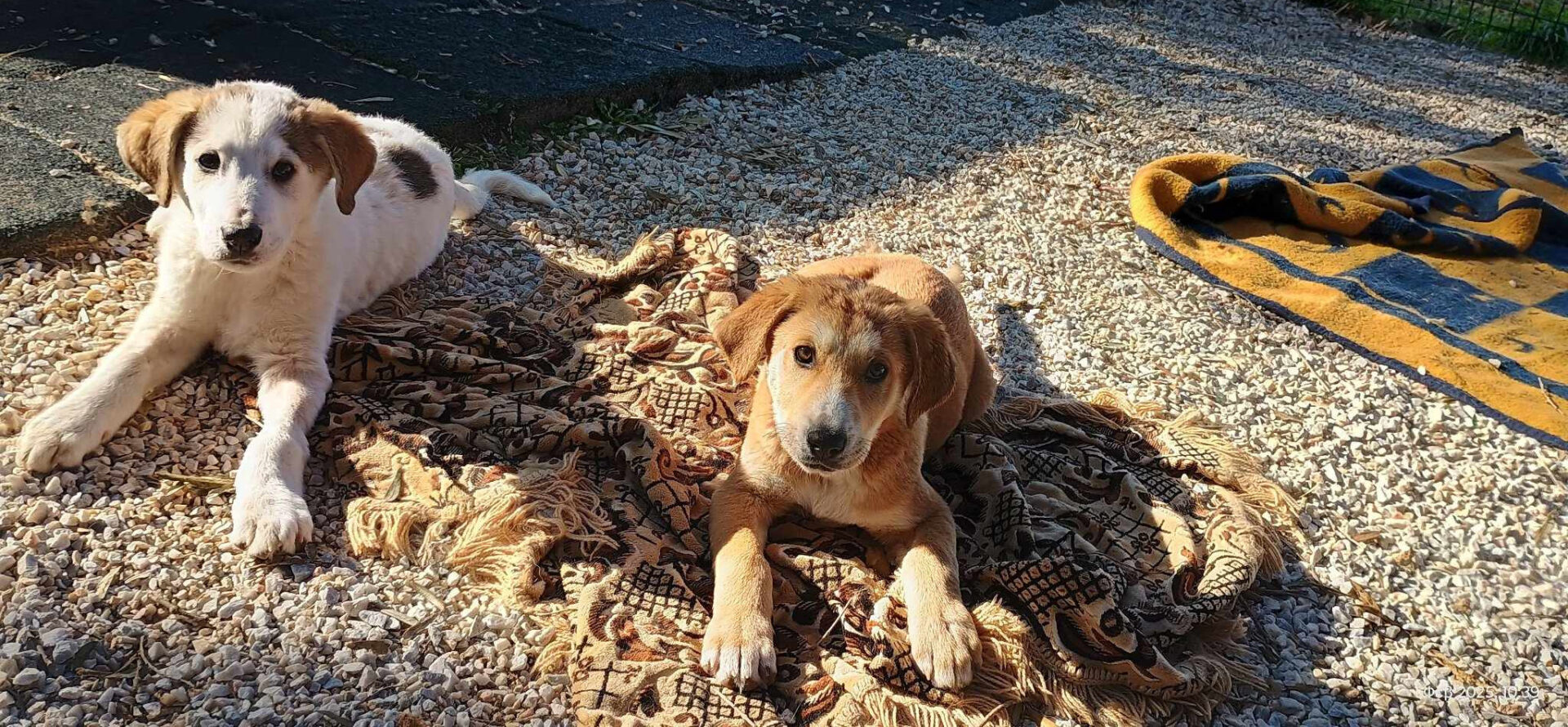Leopold Zorro Dogsavior Mär25 3