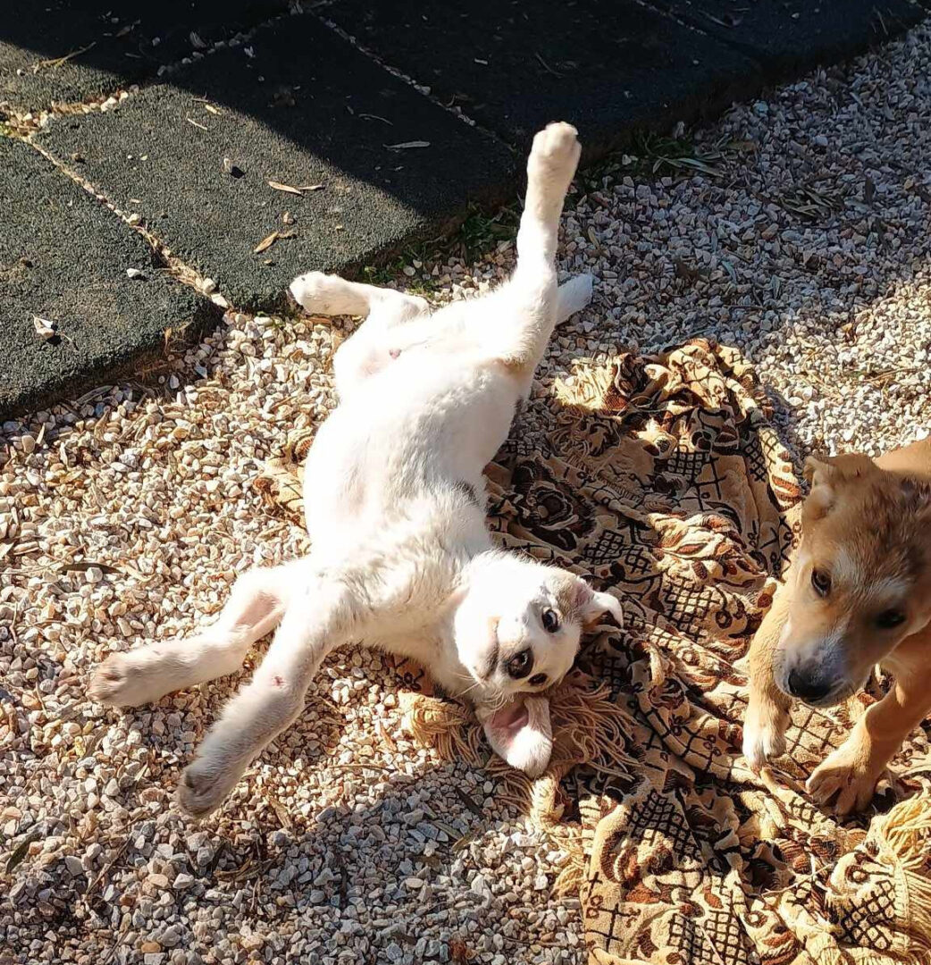 Leopold Zorro Dogsavior Mär25 4