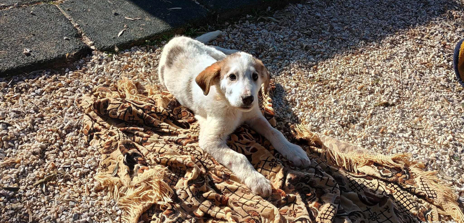 Leopold Zorro Dogsavior Mär25 5