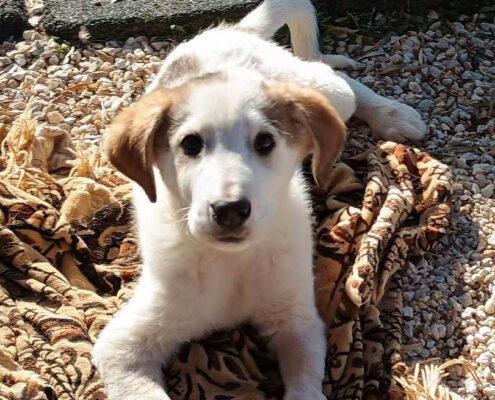 Leopold Zorro Dogsavior Mär25 Beitragsbild