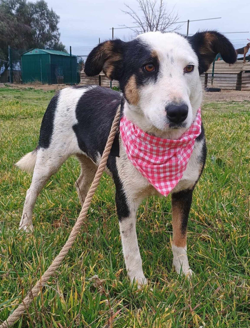 Louisa Zorro Dogsavior Mär25 1