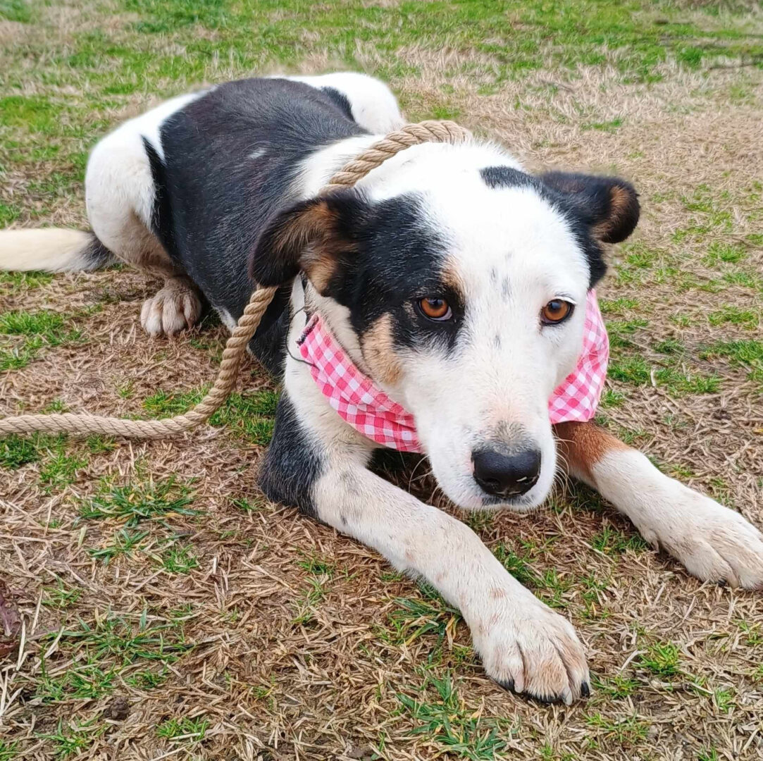Louisa Zorro Dogsavior Mär25 2