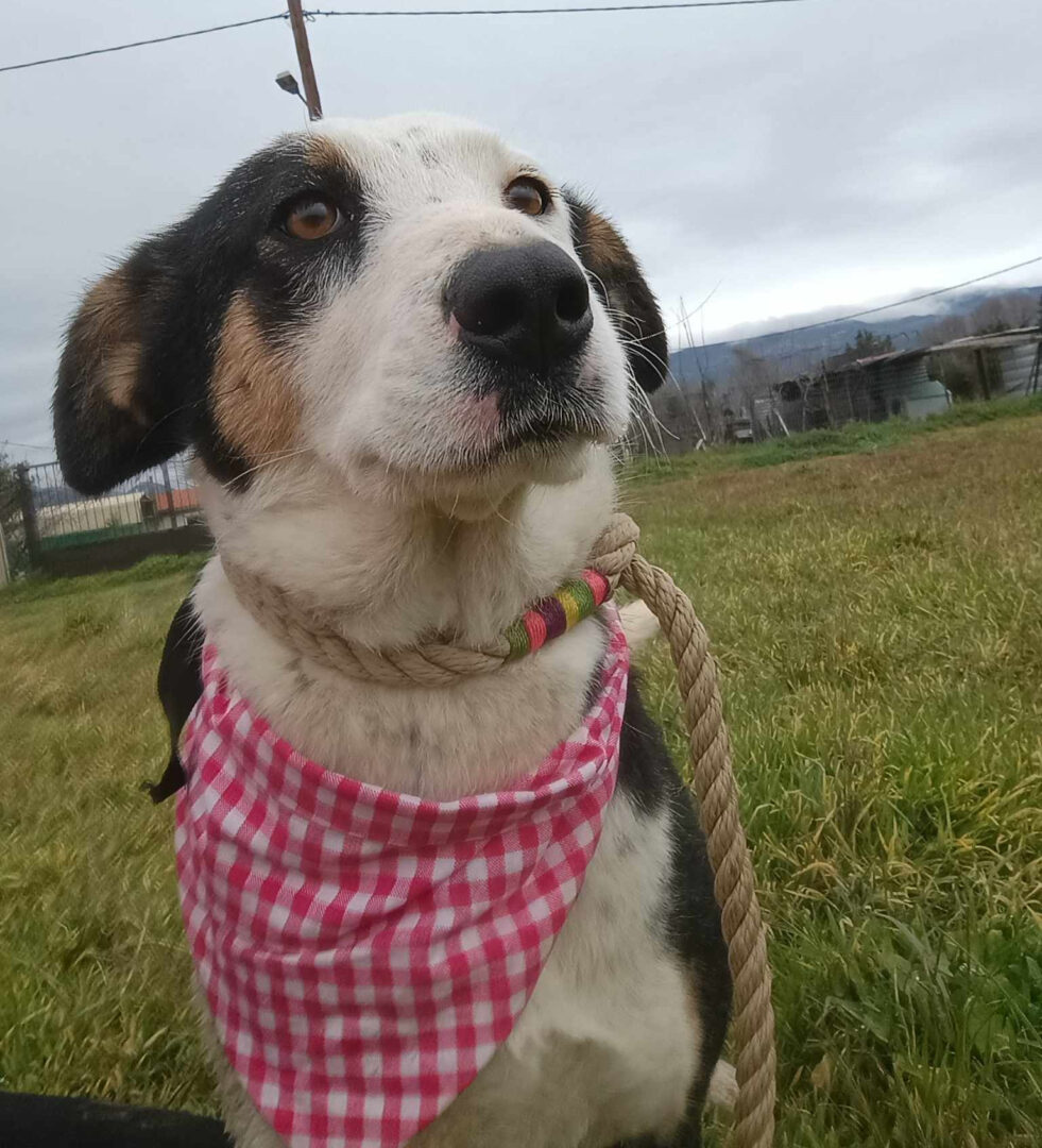 Louisa Zorro Dogsavior Mär25 3