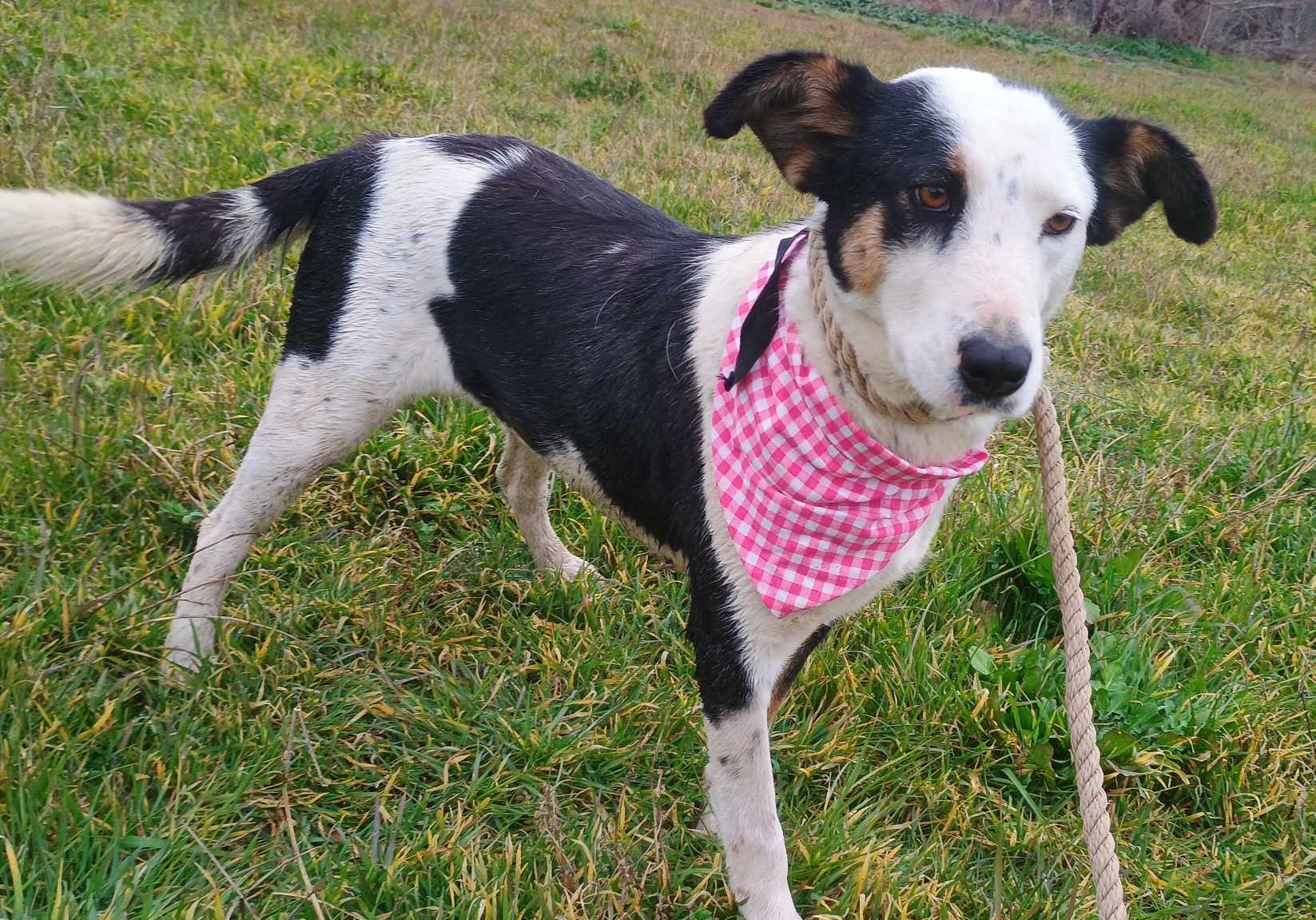 Louisa Zorro Dogsavior Mär25 4