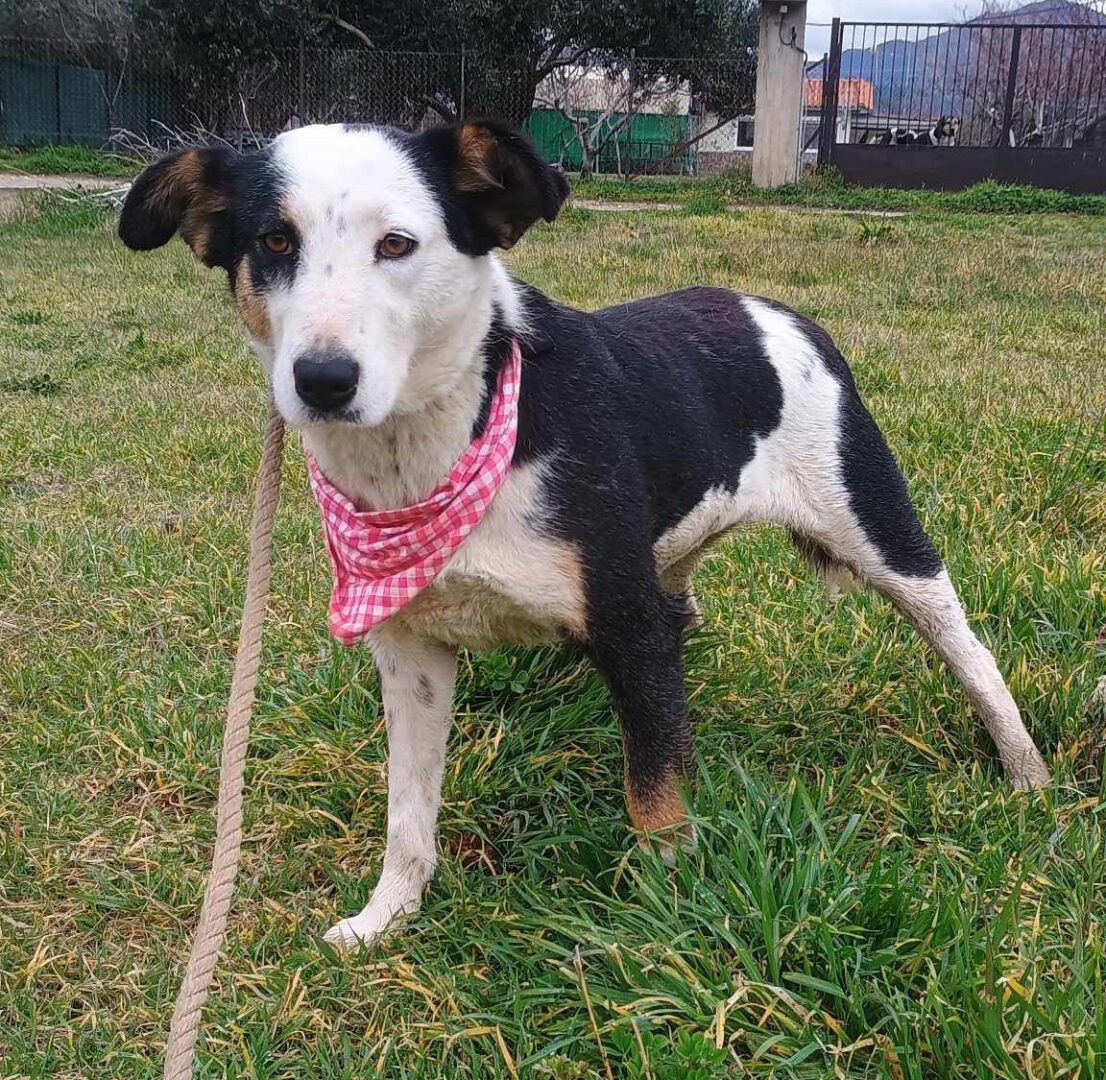 Louisa Zorro Dogsavior Mär25 5