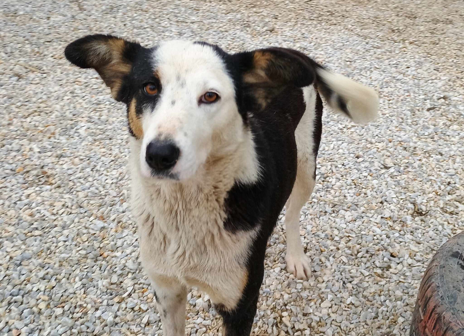 Louisa Zorro Dogsavior Mär25 6