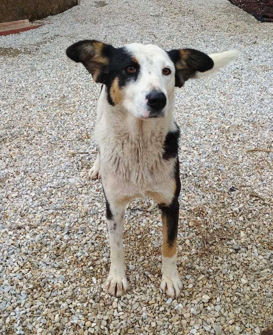 Louisa Zorro Dogsavior Mär25 7