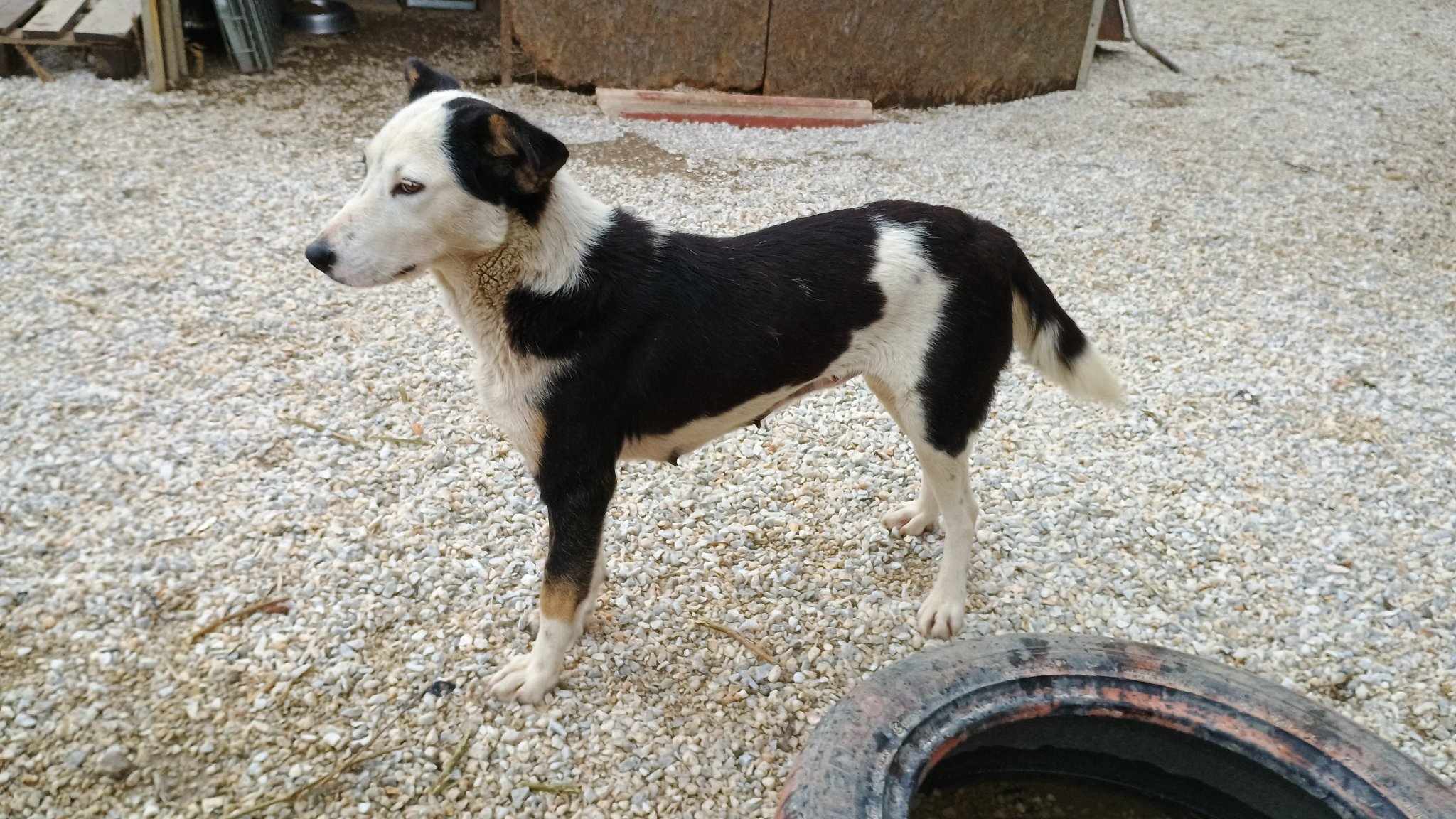Louisa Zorro Dogsavior Mär25 8