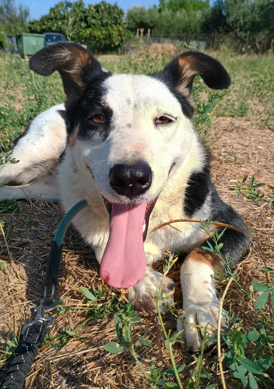 Louisa Zorro Dogsavior Sep25 1