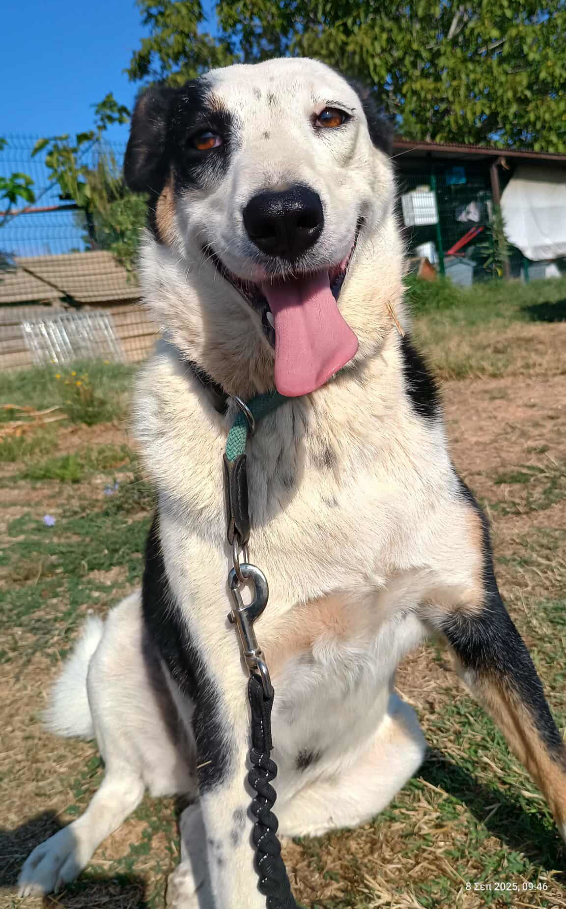 Louisa Zorro Dogsavior Sep25 2