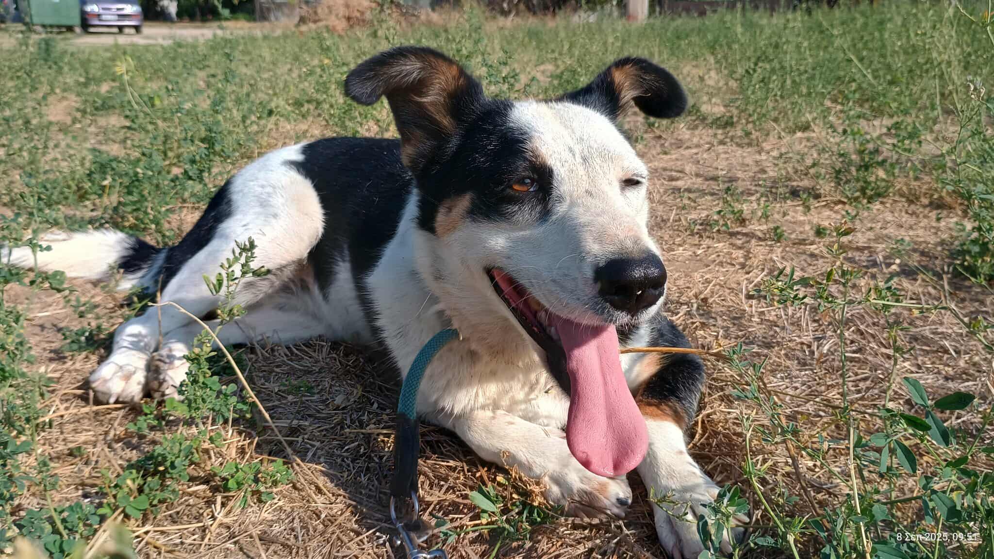 Louisa Zorro Dogsavior Sep25 3