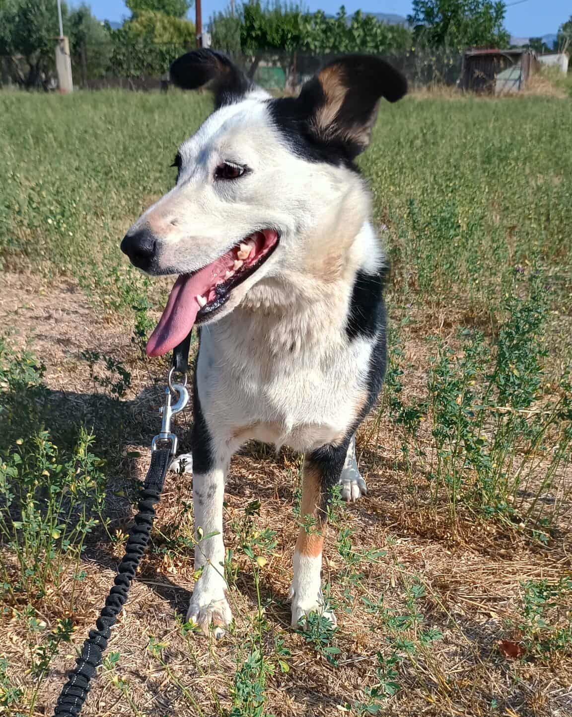 Louisa Zorro Dogsavior Sep25 4