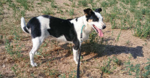 Louisa Zorro Dogsavior Sep25 5