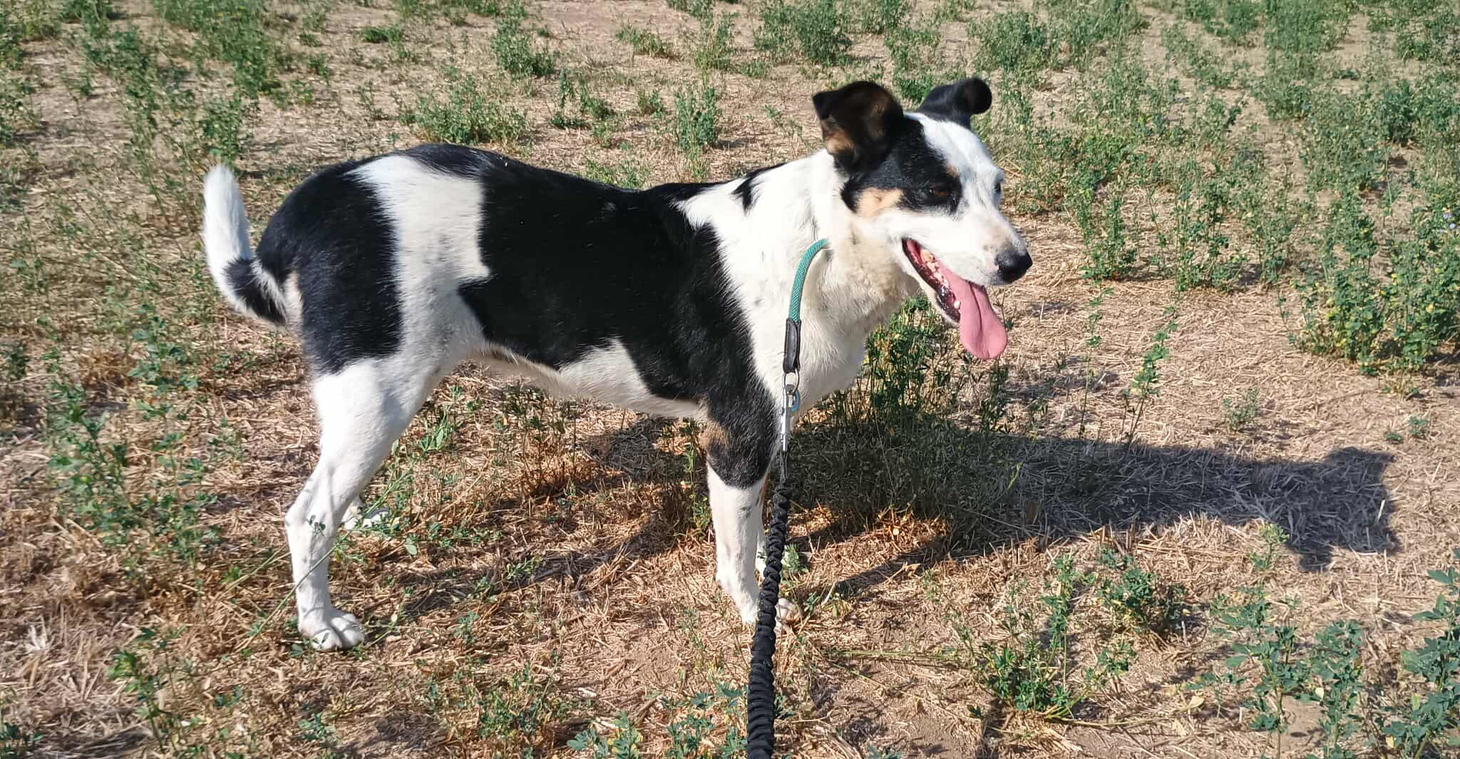 Louisa Zorro Dogsavior Sep25 5