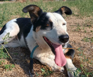 Louisa Zorro Dogsavior Sep25 Beitragsbild