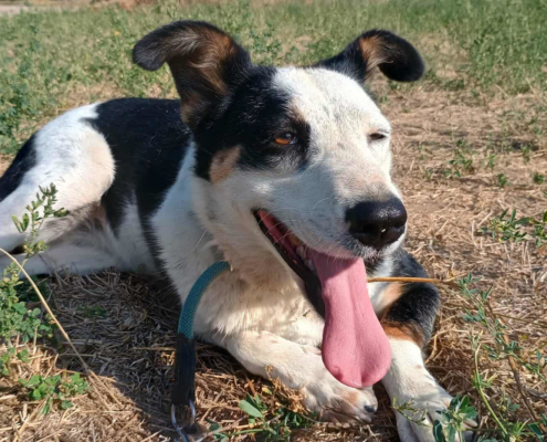 Louisa Zorro Dogsavior Sep25 Beitragsbild