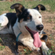 Louisa Zorro Dogsavior Sep25 Beitragsbild