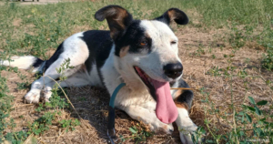 Louisa Zorro Dogsavior Sep25 Social Media