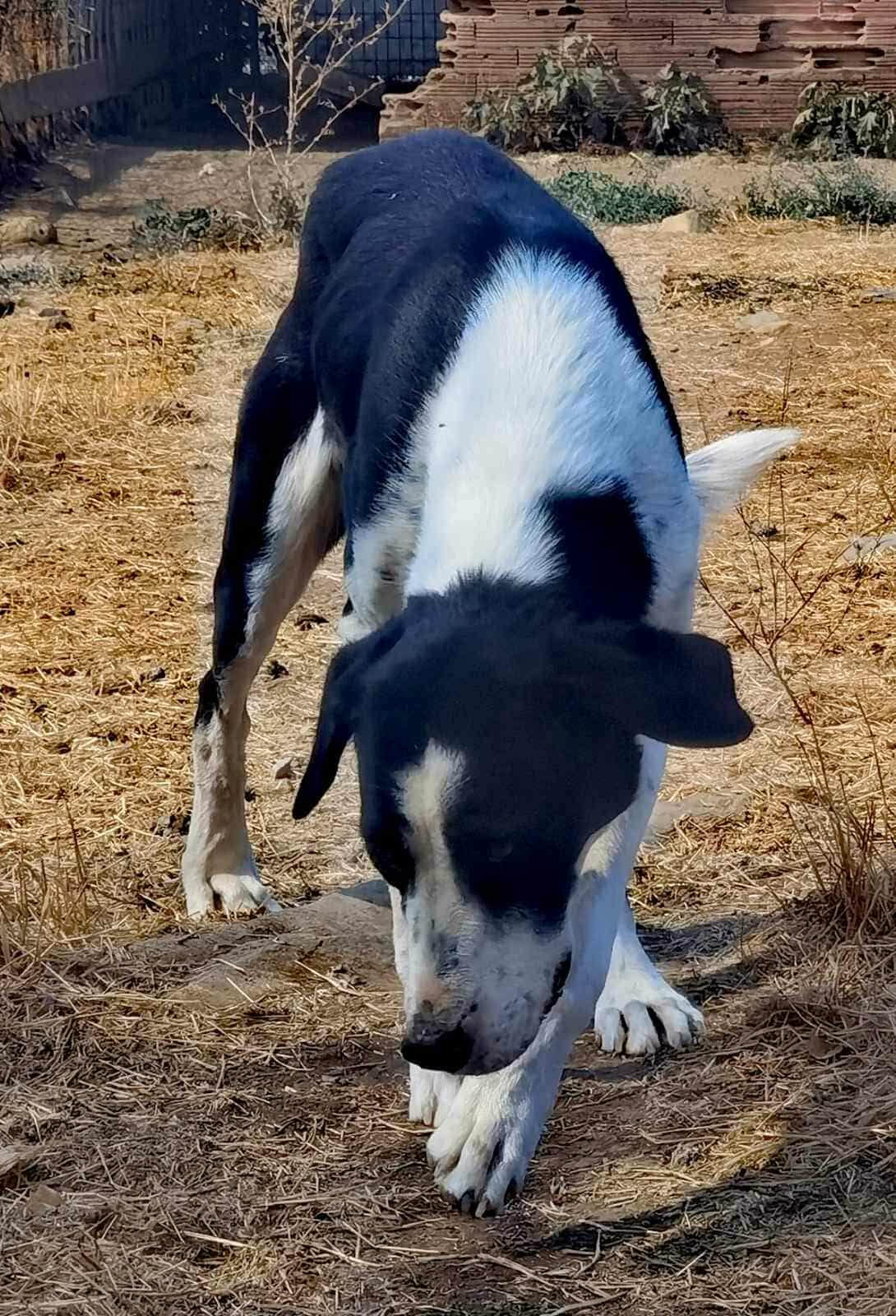 Maggie Zorro Dogsavior Nov25 1