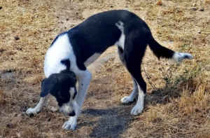 Maggie Zorro Dogsavior Nov25 2