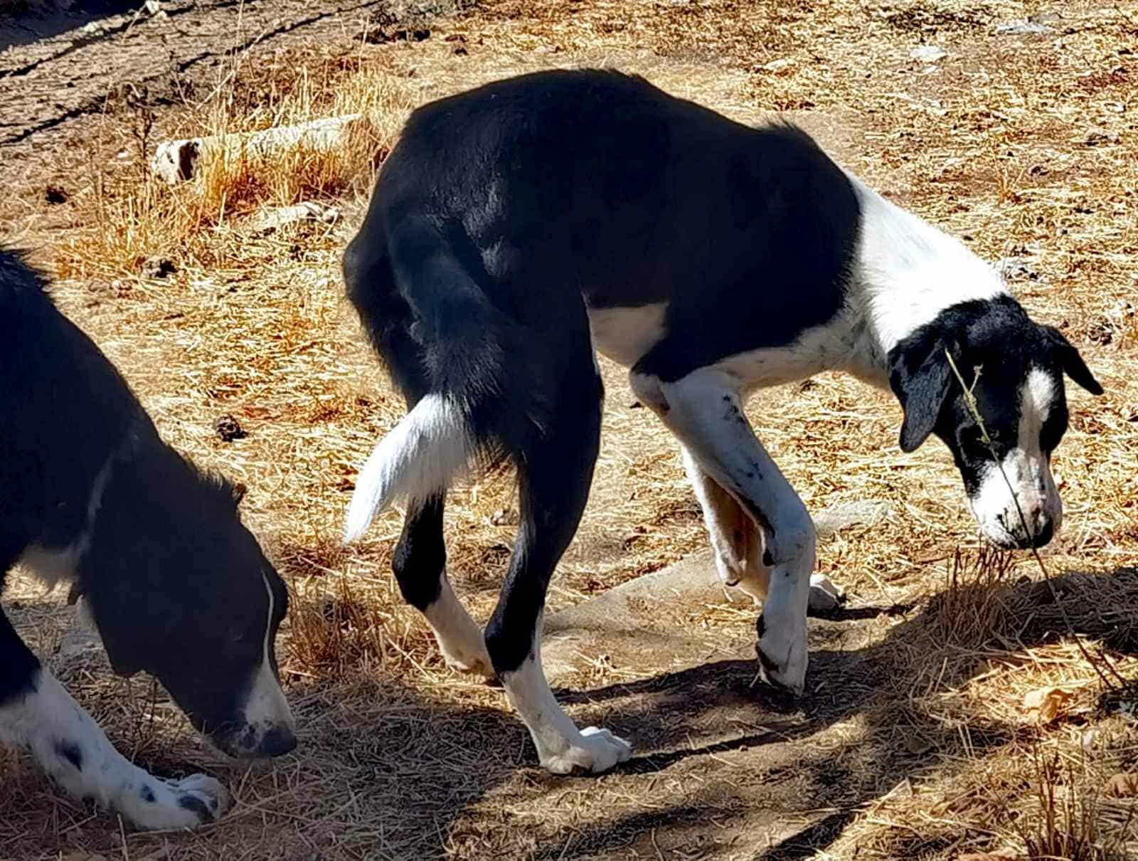 Maggie Zorro Dogsavior Nov25 3