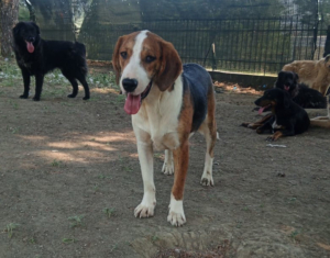 Mr. Bea Zorro Dogsavior Jul25 3