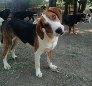 Mr. Bea Zorro Dogsavior Jul25 4