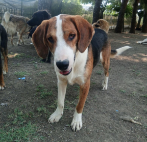 Mr. Bea Zorro Dogsavior Jul25 5