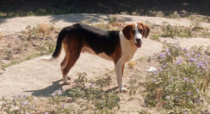 Mr. Bea Zorro Dogsavior Jul25 6