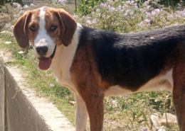 Mr. Bea Zorro Dogsavior Jul25 Beitragsbild