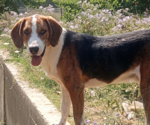 Mr. Bea Zorro Dogsavior Jul25 Beitragsbild