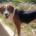 Mr. Bea Zorro Dogsavior Jul25 Beitragsbild