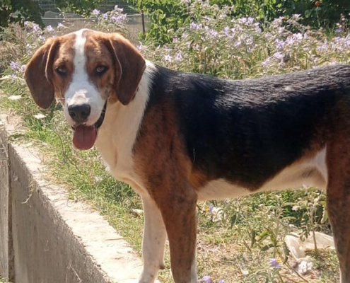 Mr. Bea Zorro Dogsavior Jul25 Beitragsbild