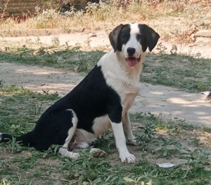 Mr. Panda Zorro Dogsavior Jul25 1