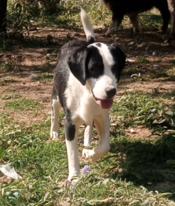 Mr. Panda Zorro Dogsavior Jul25 2