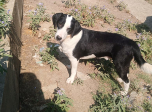 Mr. Panda Zorro Dogsavior Jul25 3