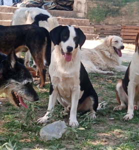 Mr. Panda Zorro Dogsavior Jul25 4