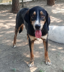 Mr. Wang Zorro Dogsavior Jul25 1