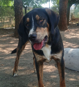 Mr. Wang Zorro Dogsavior Jul25 2