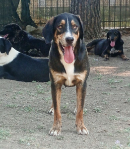 Mr. Wang Zorro Dogsavior Jul25 3