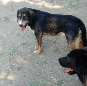 Mr. Wang Zorro Dogsavior Jul25 4